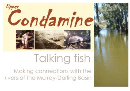 Percichthyidae / Rivers of New South Wales / Rivers of Queensland / Condamine River / Murray–Darling basin / Murray River / Silver Perch / Murray cod / Darling Downs / Fish / Murray-Darling basin / Freshwater fish of Australia