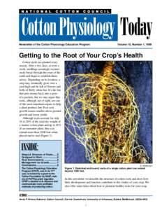 Newsletter of the Cotton Physiology Education Program	  Volume 10, Number 1, 1999 Getting to the Root of Your Crop’s Health Cotton seeds are planted every