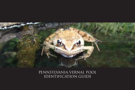 indicator species of woodland vernal pools  M.Currie / TNC Wood Frog Rana sylvatica