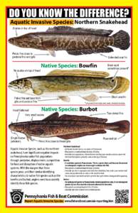 DO YOU KNOW THE DIFFERENCE? Aquatic Invasive Species: Northern Snakehead Scales on top of head Pelvic fins close to pectoral fins and gills