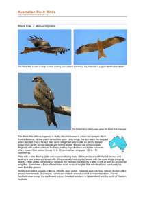 Birds of Western Australia / Milvus / Black Kite / Kite / Brahminy Kite / Fauna of Asia / Accipitridae / Ornithology