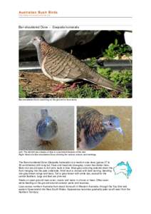 Peaceful Dove / Geopelia / Birds of Western Australia / Bar-shouldered Dove