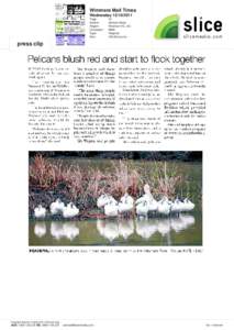 Pelecanus / Pelican / Ornithology