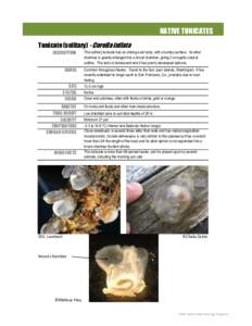 NATIVE TUNICATES Tunicate (solitary) - Corella inflata DESCRIPTION RANGE SIZE