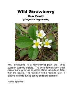 Wild Strawberry Rose Family (Fragaria virginiana)  Wild Strawberry is a low-growing plant with three