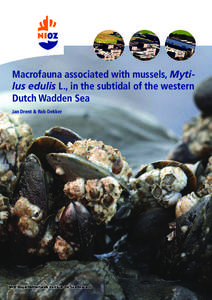 Mytilus / Mytilidae / Blue mussel / Mussel / California mussel / Zebra mussel / Phyla / Protostome / Taxonomy