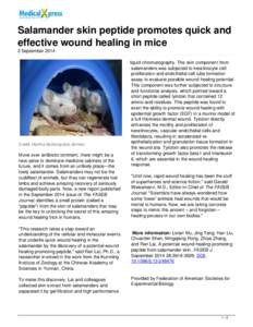 Salamander skin peptide promotes quick and effective wound healing in mice