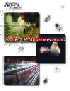 Hexapoda / Biology / Agriculture / Livestock / Agricultural pest insects / Poultry farming / Muscidae / Dermanyssus gallinae / Ectoparasites / Housefly / Artificial fly / Insecticide
