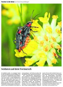 Fenster in die Natur von Astrid Hauzenberger  Soldaten auf dem Vormarsch Es krabbelt wieder. An sonnigen Tagen ist der Weichkäfer ein sehr häufiger Gast auf Wiesen, Waldrändern und Feldern.