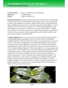 Tradescantia fluminensis Vell. Commelinaceae/Dayflower Family Common Names: Synonymy: Origin: