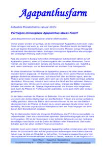 Agapanthusfarm Aktuelles Monatsthema Januar 2015: Vertragen immergrüne Agapanthus etwas Frost? Liebe Besucherinnen und Besucher unserer Internetseiten, immer wieder werden wir gefragt, ob die immergrünen Agapanthus nic