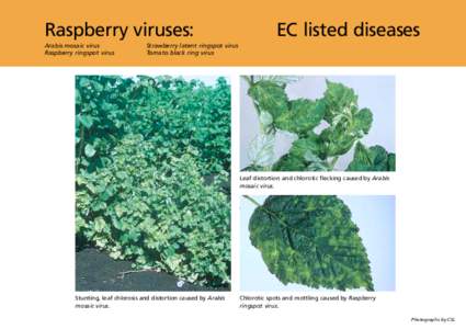 Tree of life / Potyviridae / Picornavirales / Strawberry latent ringspot virus / Raspberry ringspot virus / Cucumber mosaic virus / Viruses / Microbiology / Biology