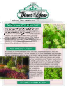 2013  NURSERY & LANDSCAPE ASSOCIATION This year marks Delaware Nursery & Landscape Association’s Nineteenth Annual Plant of the Year selection. The 2013 Herbaceous plant is Heuchera macrorhiza ‘Autumn Bride’. The 2