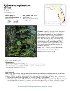 Epipremnum pinnatum pothos Araceae Common Synonyms: none  FLEPPC Category: 2