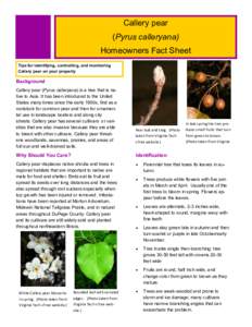 Callery pear (Pyrus calleryana) Homeowners Fact Sheet Tips for identifying, controlling, and monitoring Callery pear on your property