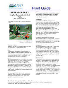 Plant Guide BUFFALOBERRY Shepherdia canadensis (L.)