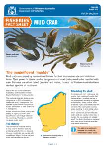 PUBLISHED MARCH 2013 FISHERIES Mud Crab FACT SHEET