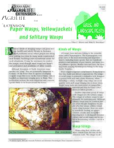 Paper Wasps, Yellowjackets and Solitary Wasps