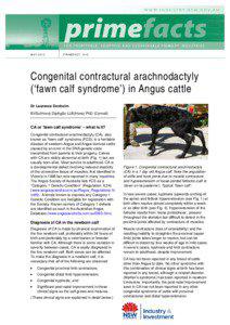 Congenital contractural arachnodactyly (‘fawn calf syndrome’) in Angus cattle