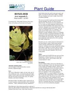 Ornamental trees / Rhopalidae / Acer negundo / Flora of North America / Boxelder bug / Acer rubrum / Maple / Toxicodendron radicans / Box Elder