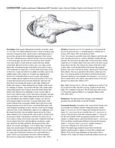 GOOSEFISH / Lophius americanus Valenciennes[removed]Monkfish, Angler, Allmouth, Molligut / Bigelow and Schroeder 1953:[removed]Description. Body greatly flattened dorsoventrally, much like a skate or a ray (Fig; 143). Head