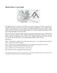 Maple / Acer saccharum / Plant sap / Acer macrophyllum / Acer rubrum / Flora of the United States / Ornamental trees / Acer grandidentatum