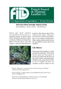 Pinyon Pine Dwarf Mistletoe_11_01_
