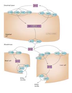 Intestinal lumen  SLC19A1 MTX