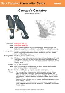 Black Cockatoo Conservation Centre  Factsheet Carnaby’s Cockatoo Calyptorhynchus latirostris