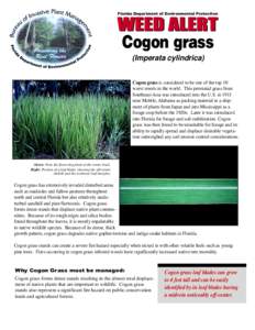 Florida Department of Environmental Protection  Cogon grass