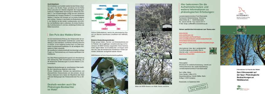 Austriebsphasen Die Aufnahmen zum Austrieb werden bei den Eichen (Quercus spec.), der Buche (Fagus sylvatica) und der Kiefer (Pinus sylvestris) in 5 Stadien eingeteilt. Die Ausgangssituation im Frühjahr bilden die Knosp