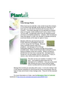 Microsoft Word - Planttalk - Voles Article.doc