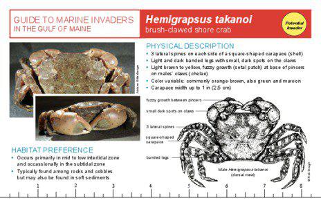 Hemigrapsus takanoi  GUIDE TO MARINE INVADERS