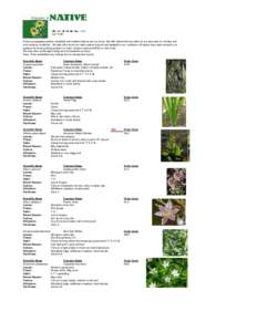 Zizia aurea / Perennial plant / Biology / Faboideae / Heucherella / Botany / Flora of North America / Apiaceae