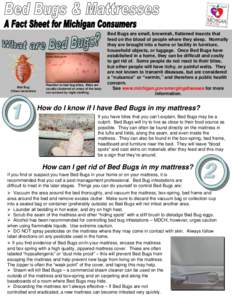 Mattresses / Furniture / Bed bug / Parasites / Mattress / Bed / Box-spring / Bed bug control techniques / Mattress protector / Bedding / Home / Beds