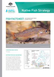 Native Fish Strategy FISH FACTSHEET: Southern pygmy perch (Swamp perch)