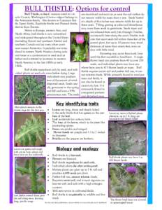 BULL THISTLE: Options for control Bull Thistle, a class-C noxious weed in Lincoln County, Washington (Cirsium vulgare) belongs to the Asteraceae family. Also known as Common thistle, Spear thistle, Roadside thistle and P