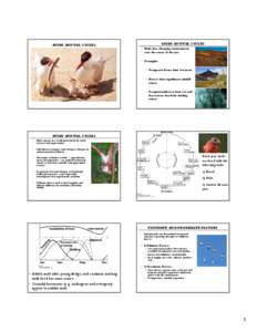 Ornithology / Bird flight / Bird migration / Breeding season / Photoperiodism / Bird / Circadian rhythm / Seasonal breeder / Biology / Zoology / Animals