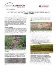 PLPA-FC010COTTON ROOT ROT (PHYMATOTRICHOPSIS ROOT ROT) AND ITS MANAGEMENT Phymatotrichopsis root rot (also known as cotton root rot, Phymatotrichum root rot, Texas root rot and Ozonium root