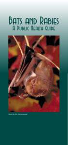 Bats and Rabies A Public Health Guide  Eastern Red Bat (Lasiurus borealis)