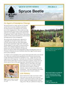 QUICK GUIDE SERIES		  FM[removed]Spruce Beetle An Agent of Subalpine Change