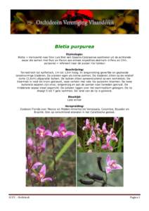 Bletia purpurea Etymologie: Bletia = Vernoemd naar Don Luis Blet een Spaans-Catalaanse apotheker uit de achtiende eeuw die samen met Ruiz en Pavon aan enkele expedities deelnam in Peru en Chili. purpurea = refereert naar