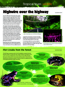 Tropical fever: wildlife  Highwire over the highway by Dr Martin Cohen