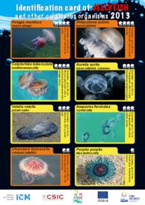 Identification card of JELLYFISH and other gelatinous organisms 2013 Diameter: up to 17 cm Transparent with blue radial canals