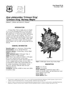 Forestry / Tree diseases / Acer platanoides / Flora of Lithuania / Flora of Macedonia / Verticillium wilt / Maple / Girdling / Verticillium / Flora / Botany / Invasive plant species