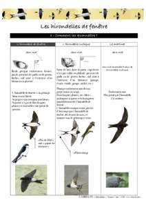 Les hirondelles de fenêtre 1 : Comment les reconnaître ? L’hirondelle de fenêtre L’hirondelle rustique
