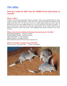 Bilby / Macrotis / Rabbits in Australia / Marsupial / Easter Bilby / Lesser Bilby / Mammals of Australia / Metatheria / Peramelemorphs