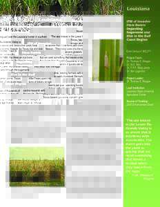 Land management / Ethanol fuel / Sugar / Sugarcane / Sweeteners / Biological pest control / Insecticide / Rice / Pesticides / Agriculture / Pest control