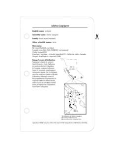 Species at Risk in Garry Oak & Associated Ecosystems in British Columbia (Idahoa scapigera)