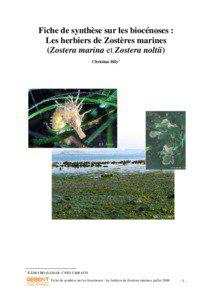 Fiche de synthèse sur les biocénoses : Les herbiers de Zostères marines (Zostera marina et Zostera noltii)